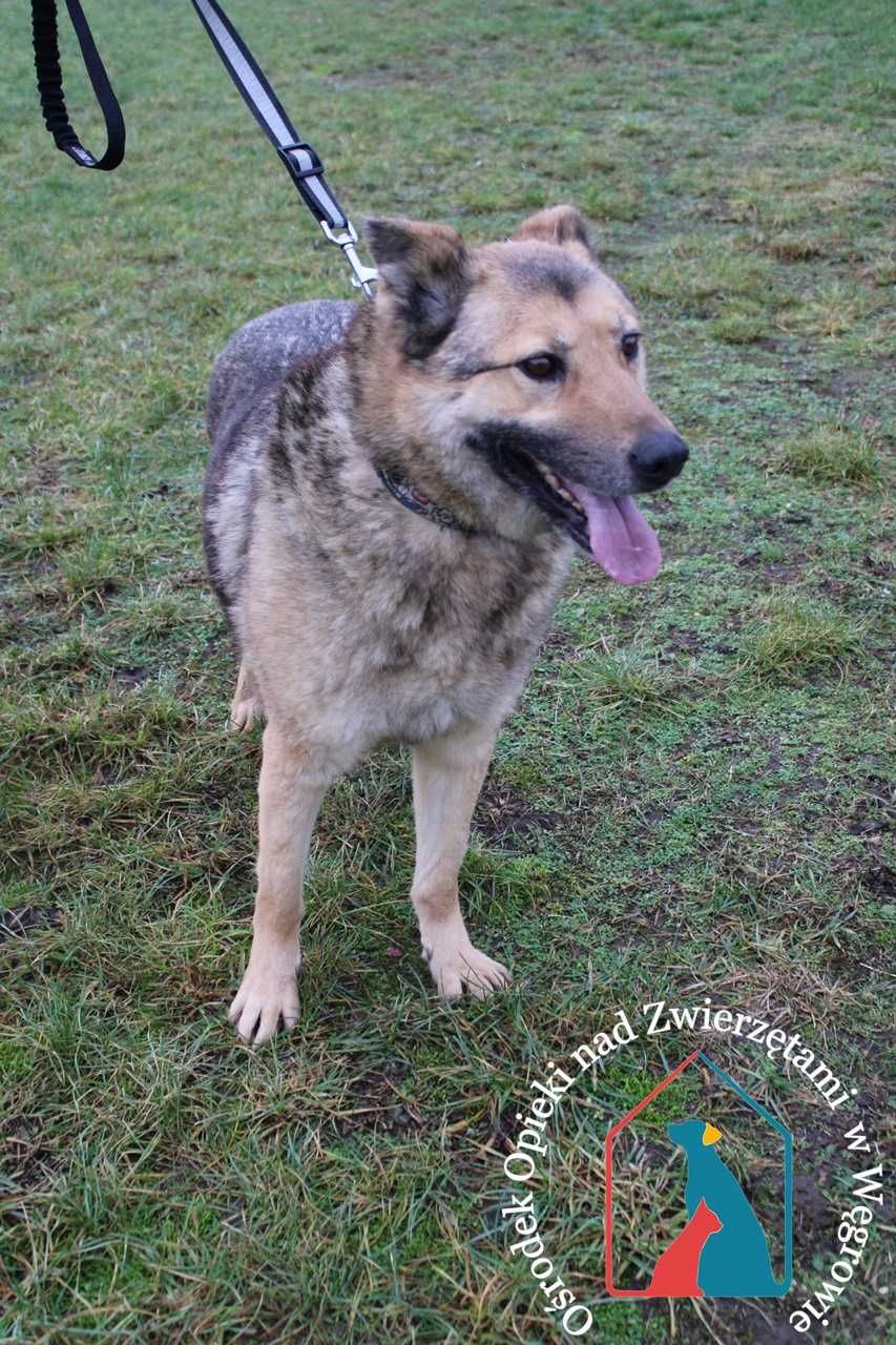 Starszy, duży, kochany, łagodny - czy zdarzy się cud adopcji?