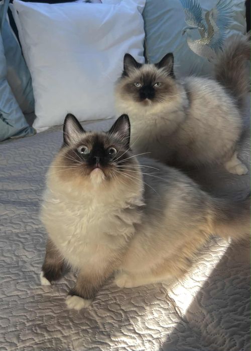 Koty Syberyjskie Neva Masquerade