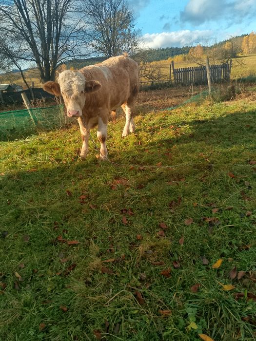 Sprzedam byczka simental