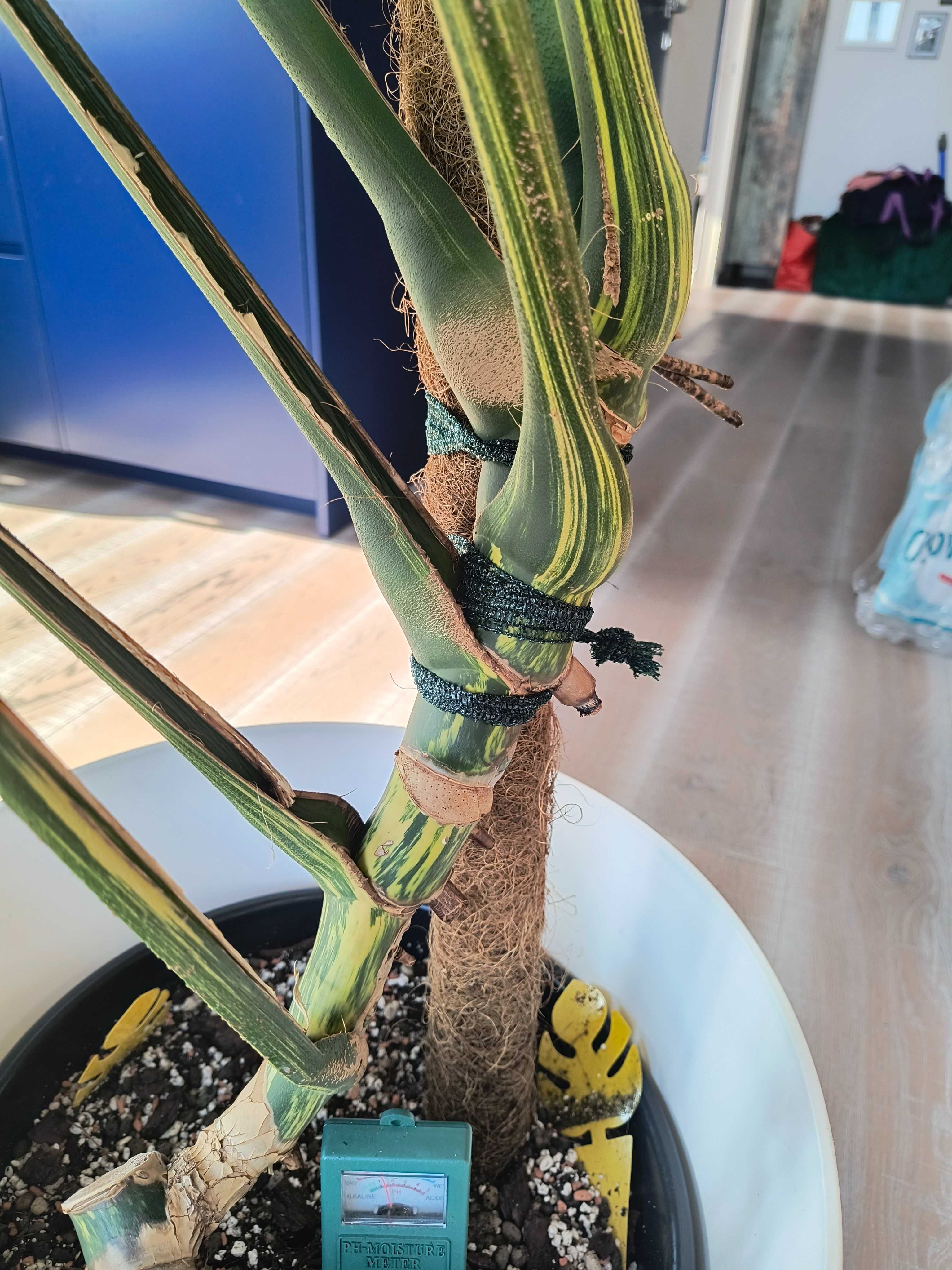 Pędówki Monstera Deliciosa Marmorata