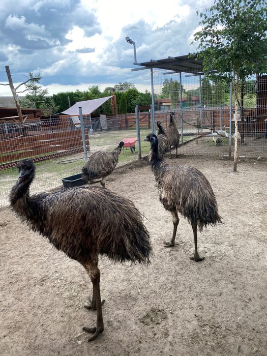 Sprzedam Emu  i Nandu