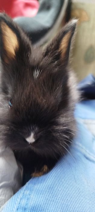 Kroliki mini ,puchatki