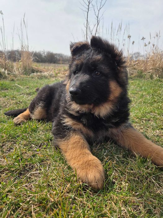 Owczarek Niemiecki Suczka