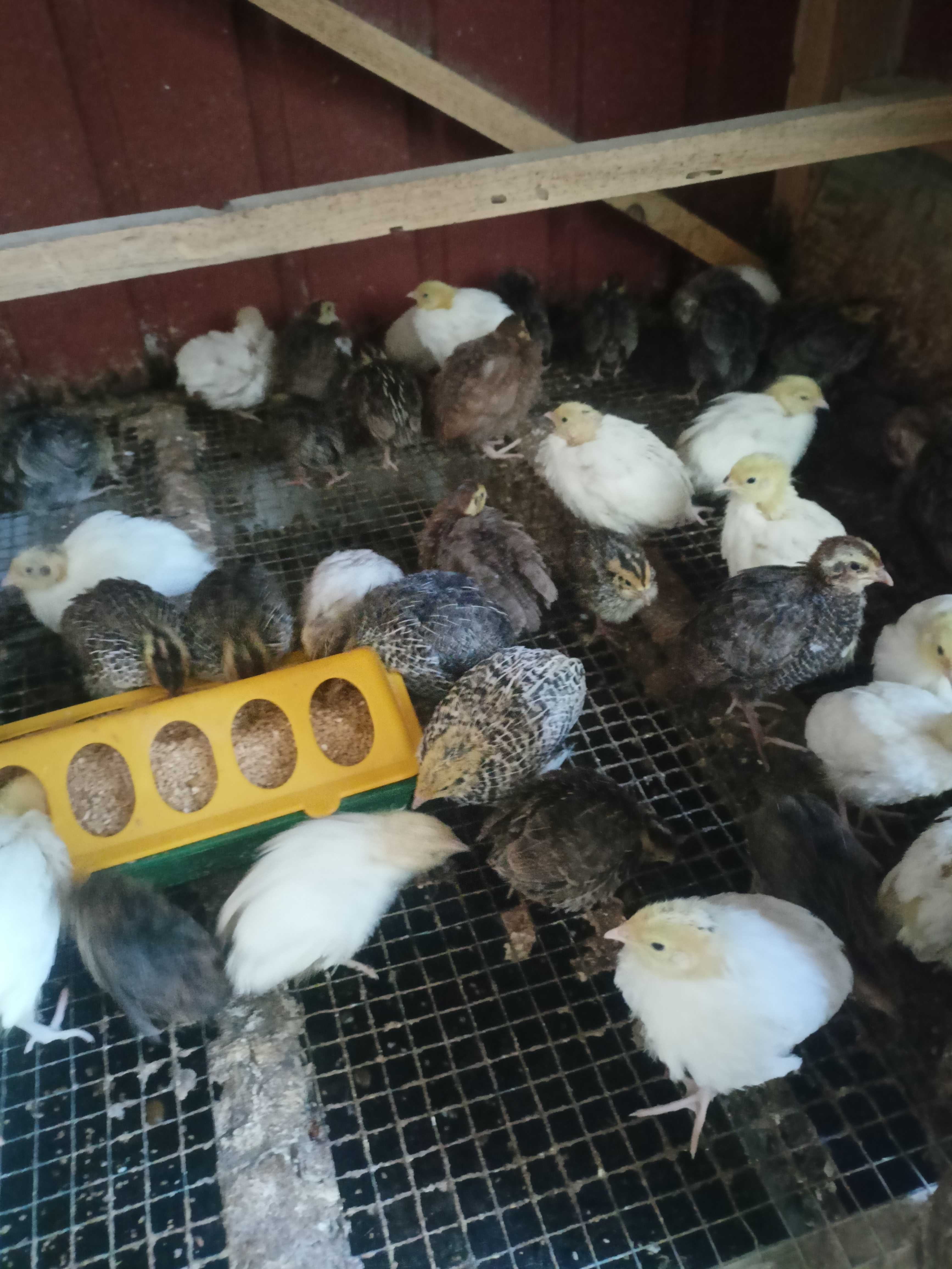Przepiórki Jajka lęgowe od przepiorki faraon,  texas , mandżurska.