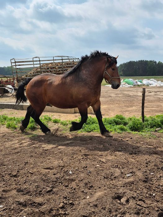 Ogier zimnokrwisty gniady