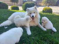 Sprzedam szczeniaka Samoyed/ Samojed FCI