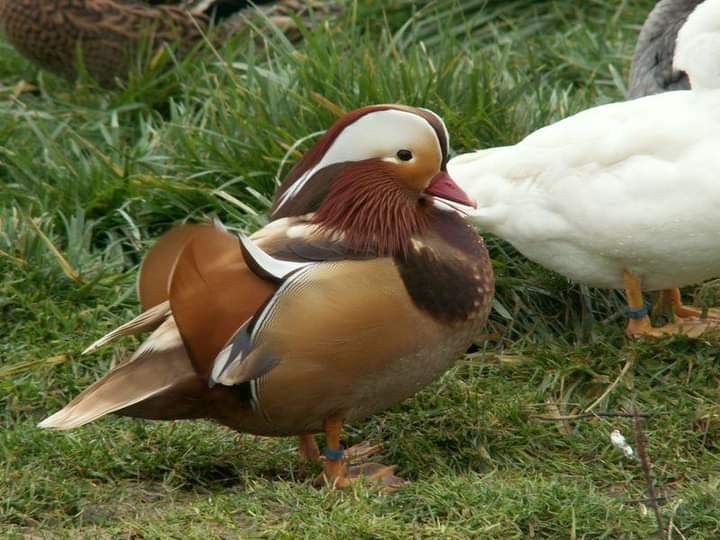 Kaczki  ozdobne  MANDARYNKI  standard,  beżowe,  rude