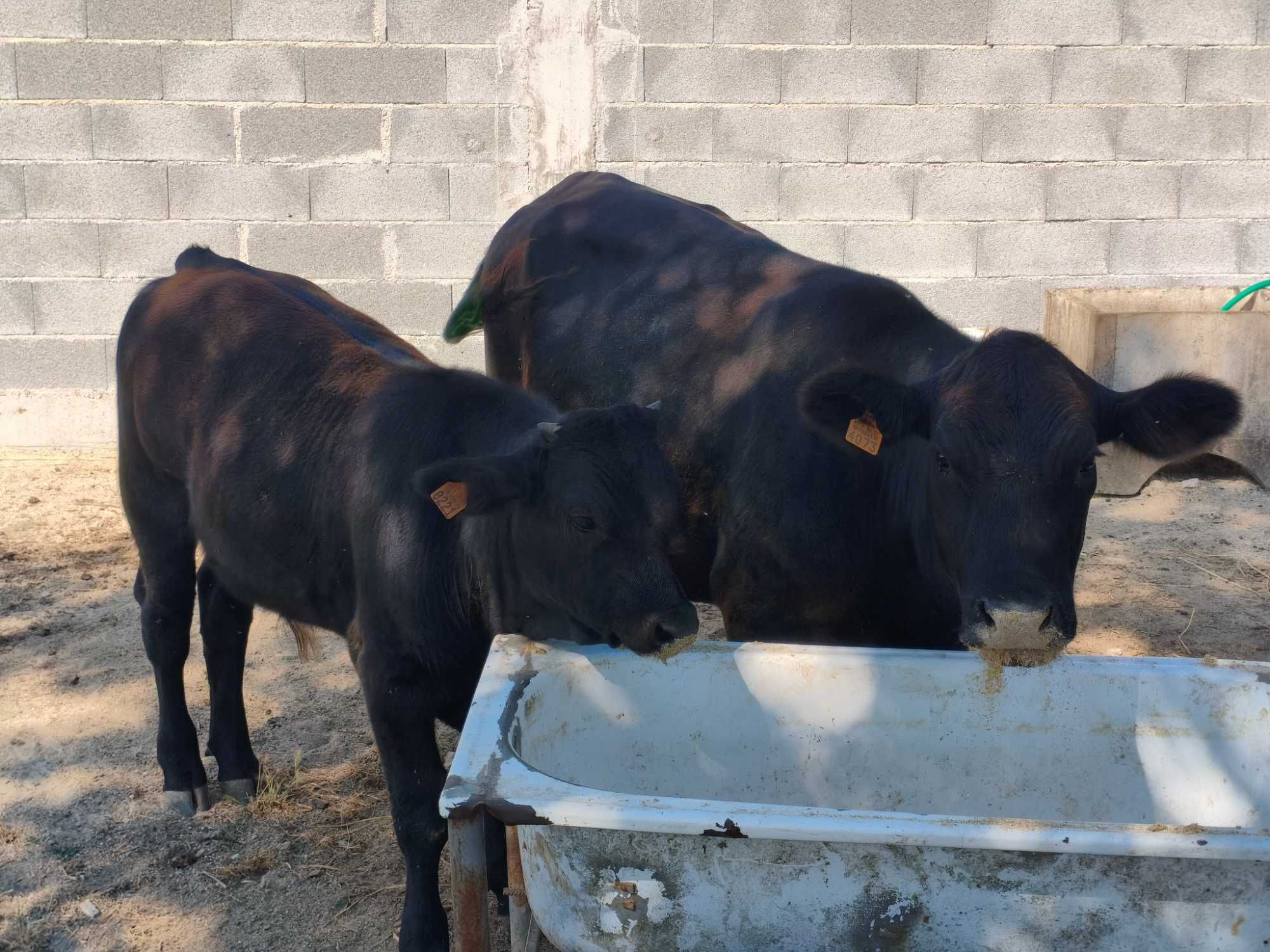Vaca com vitelo de 6 meses