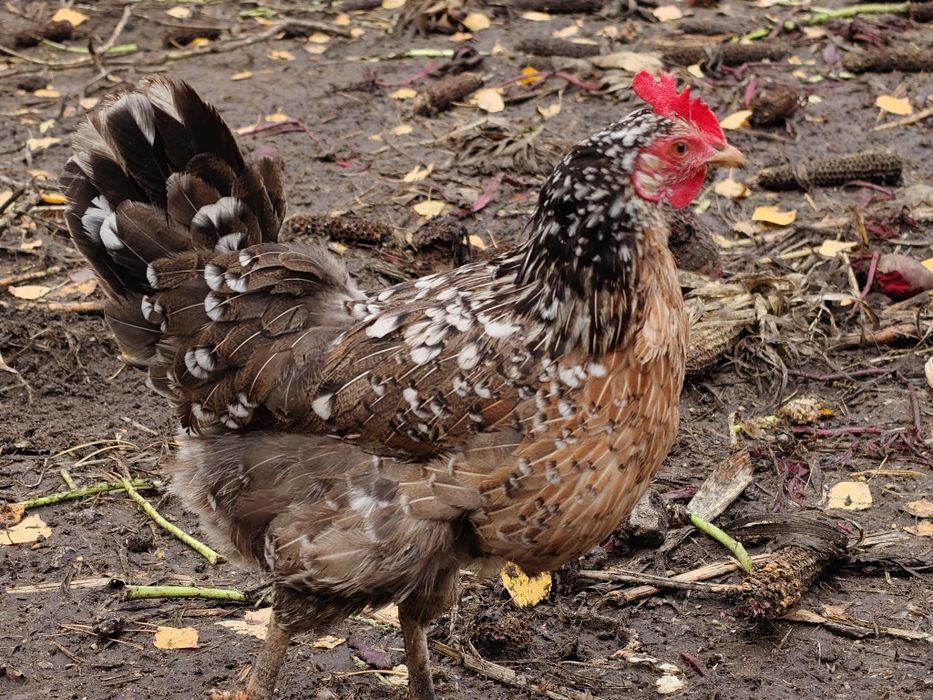 Jajka lęgowe, kury w typie zagrodowym, zagrodówki