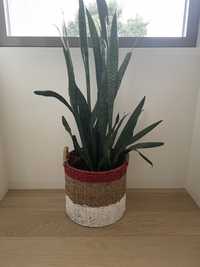 Planta (espada São Jorge) com vaso