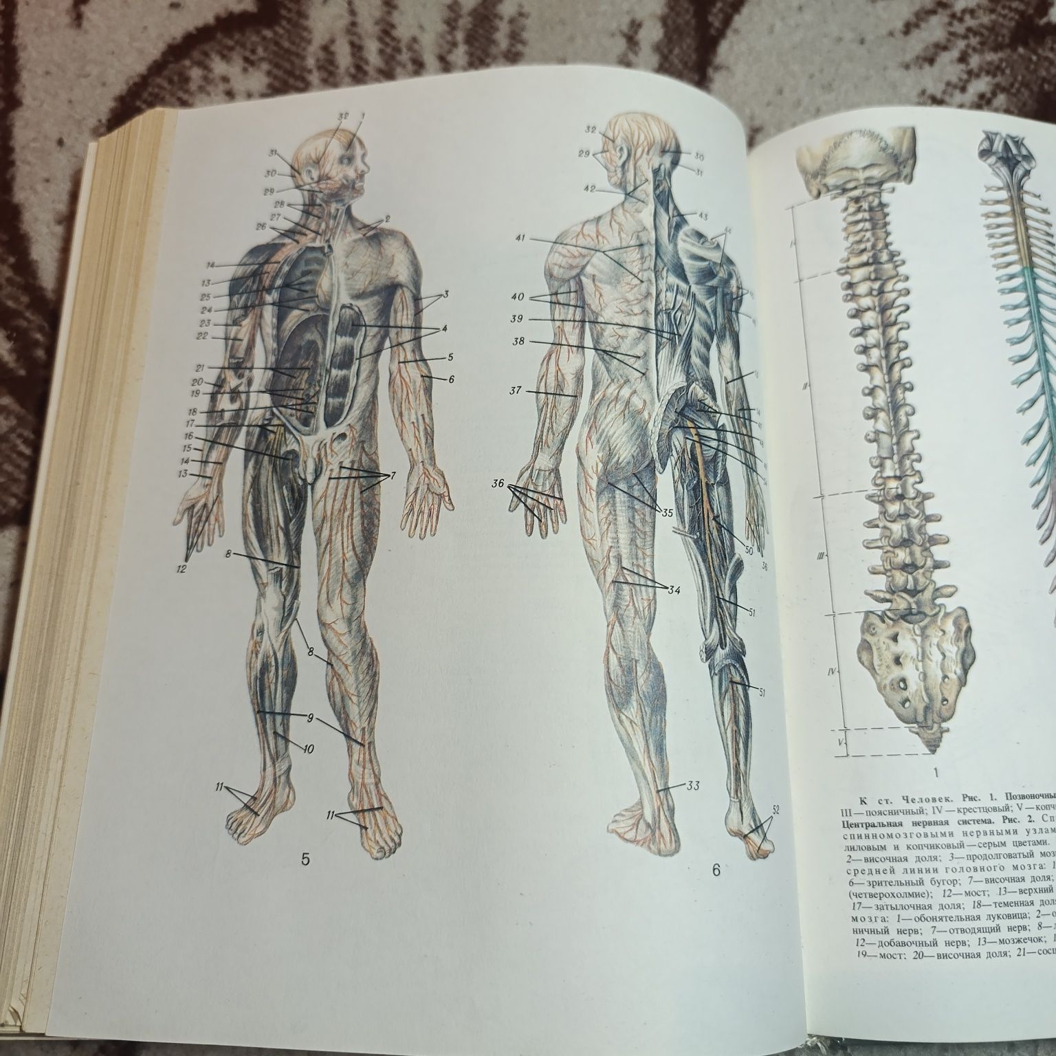 Книга Популярная медицинская энциклопедия