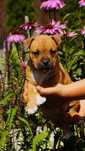 Amstaff FCI, szczenięta,  suczka Euforia