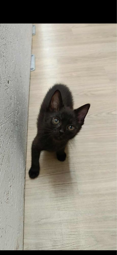 Chrupcia i Chałka //kotki do adopcji, oddam kota