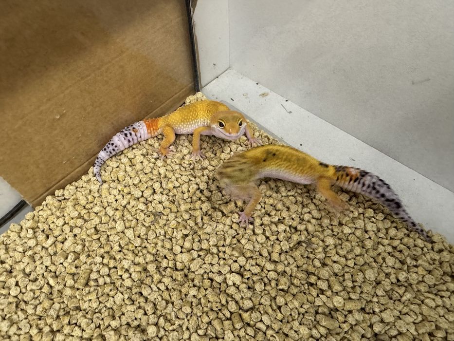 Gekony lamparcie -młode urodzone i nas