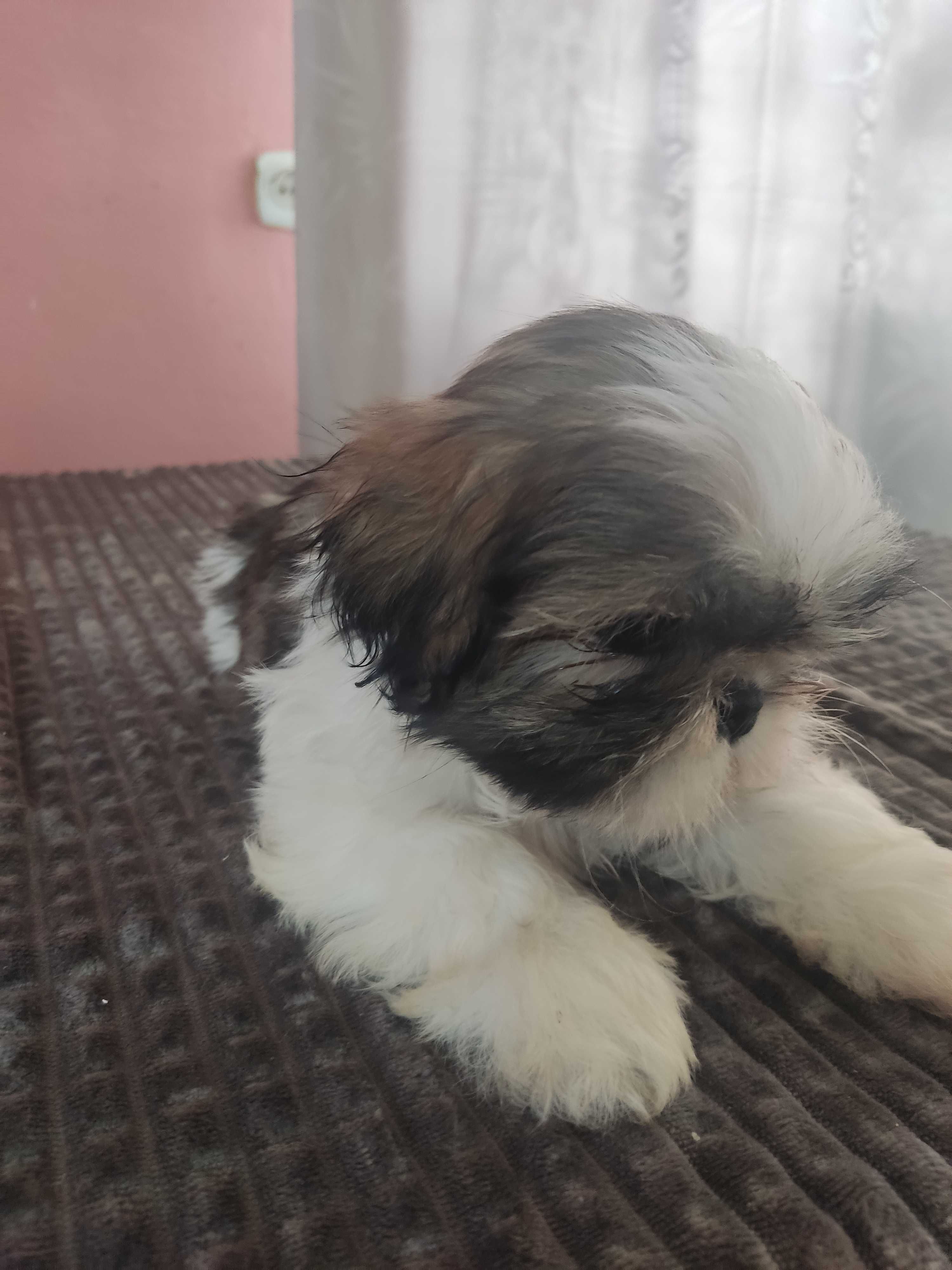 Piękna suczka Shih tzu