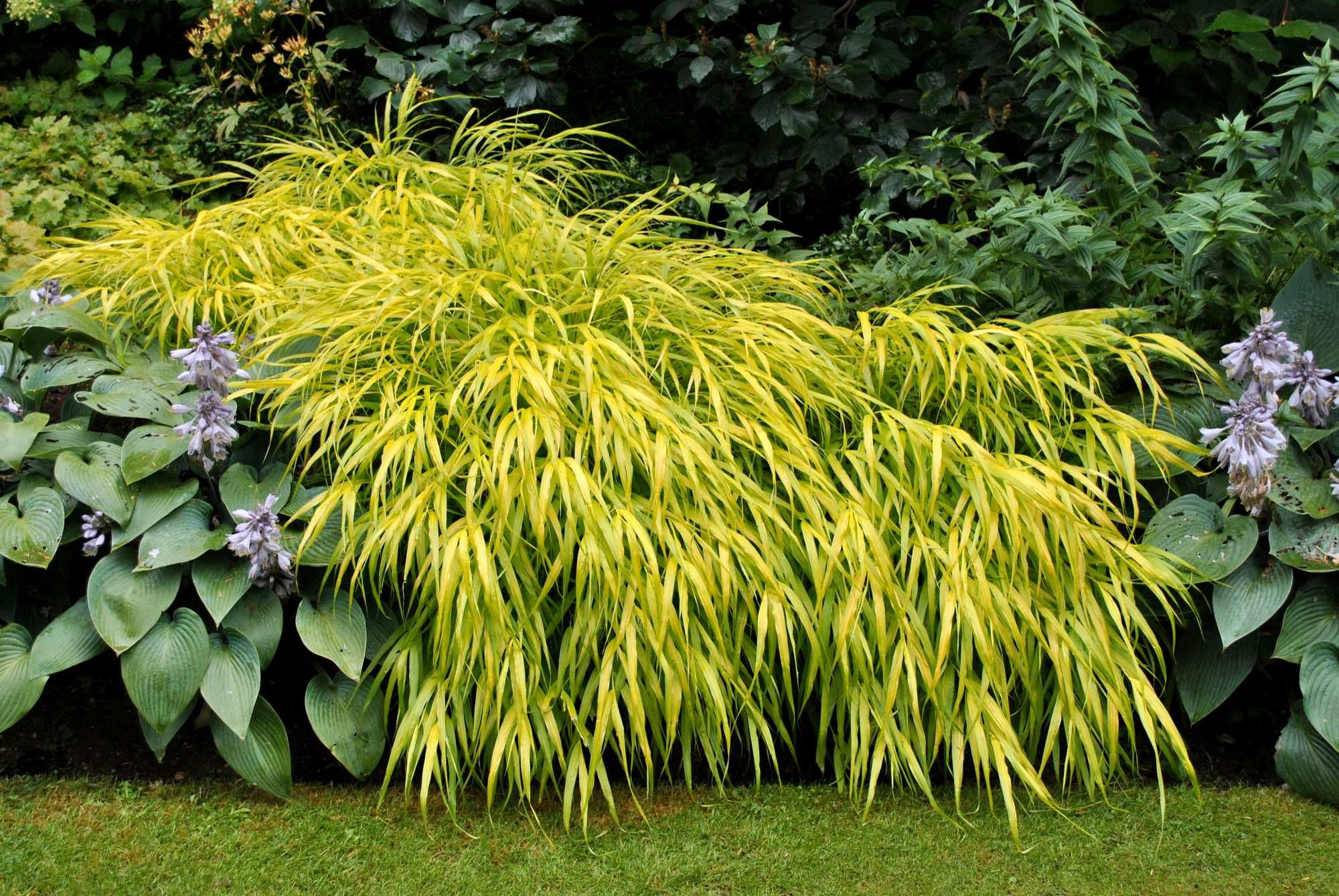Hakonechloa różne odmiany