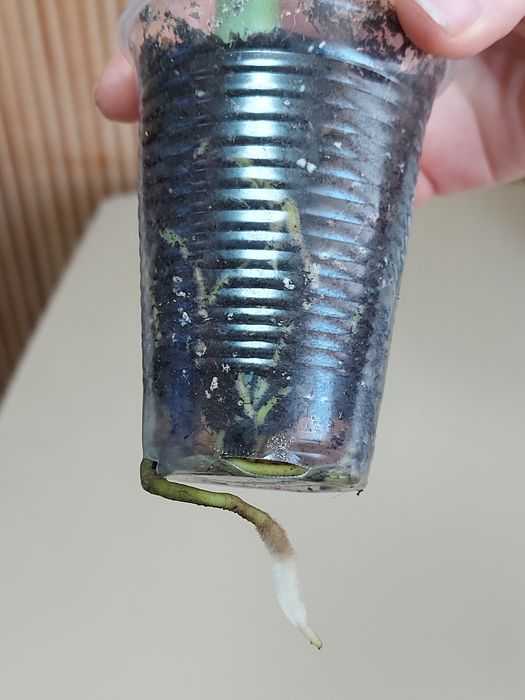 Монстера  делікатесна