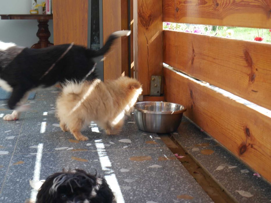 Szpic miniaturowy-Pomeranian -Piesek