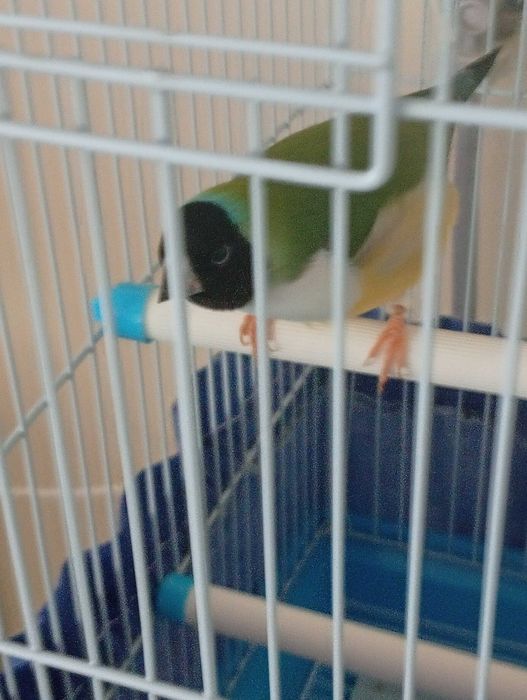 Vendo diamantes gould