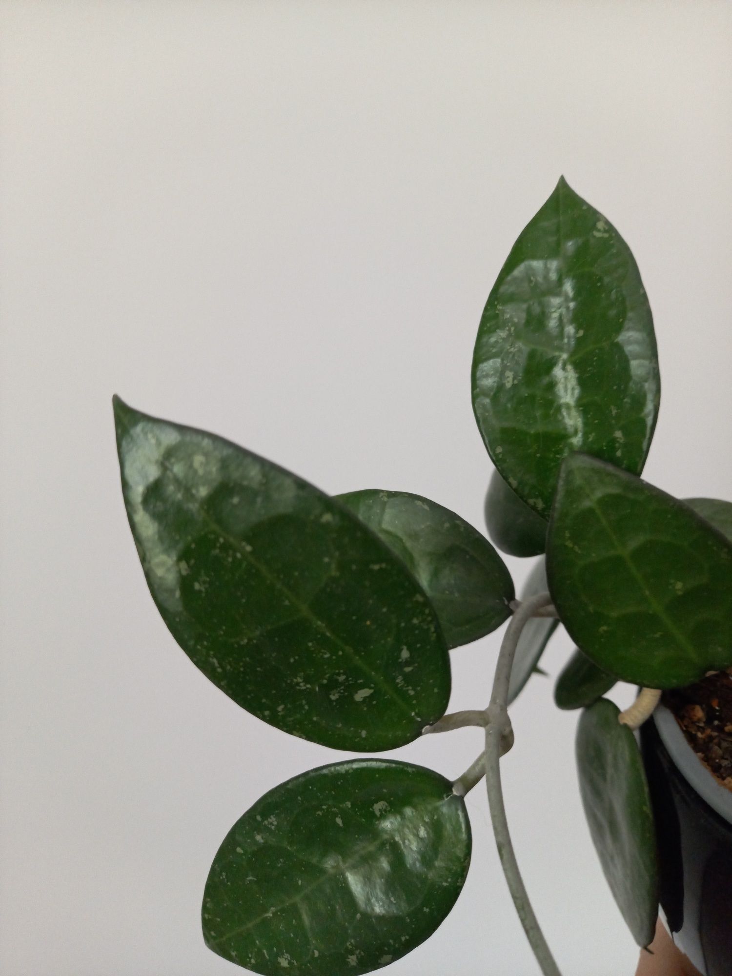 Hoya Parasitica Black Margin