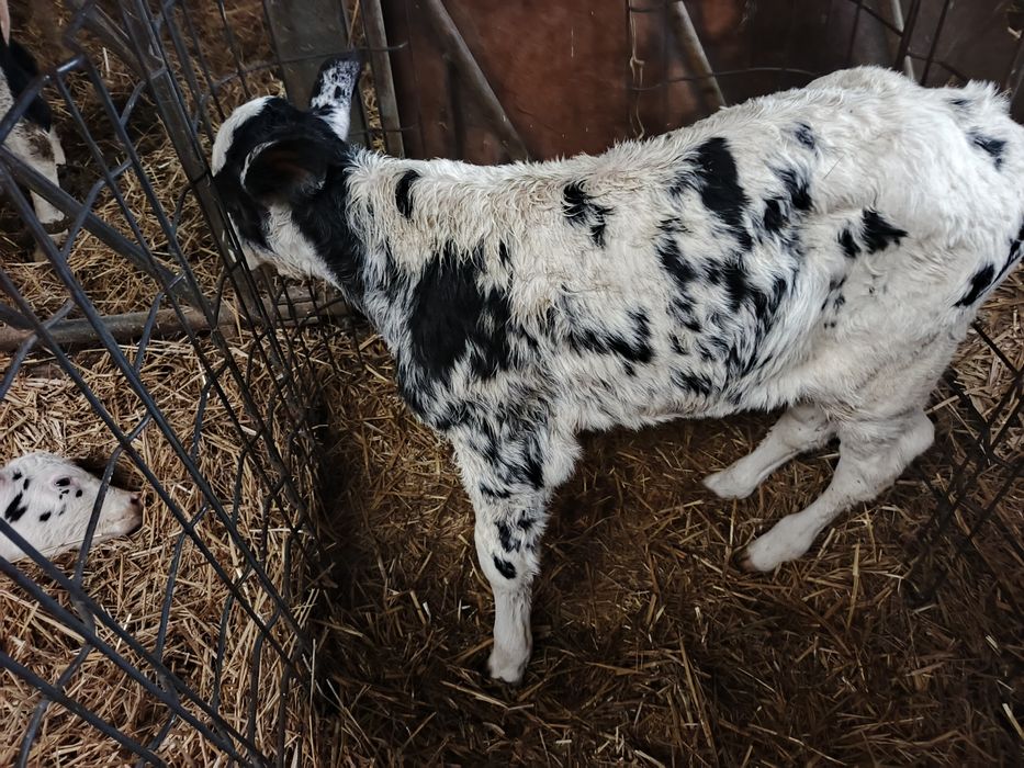 Byczek mięsny cielak