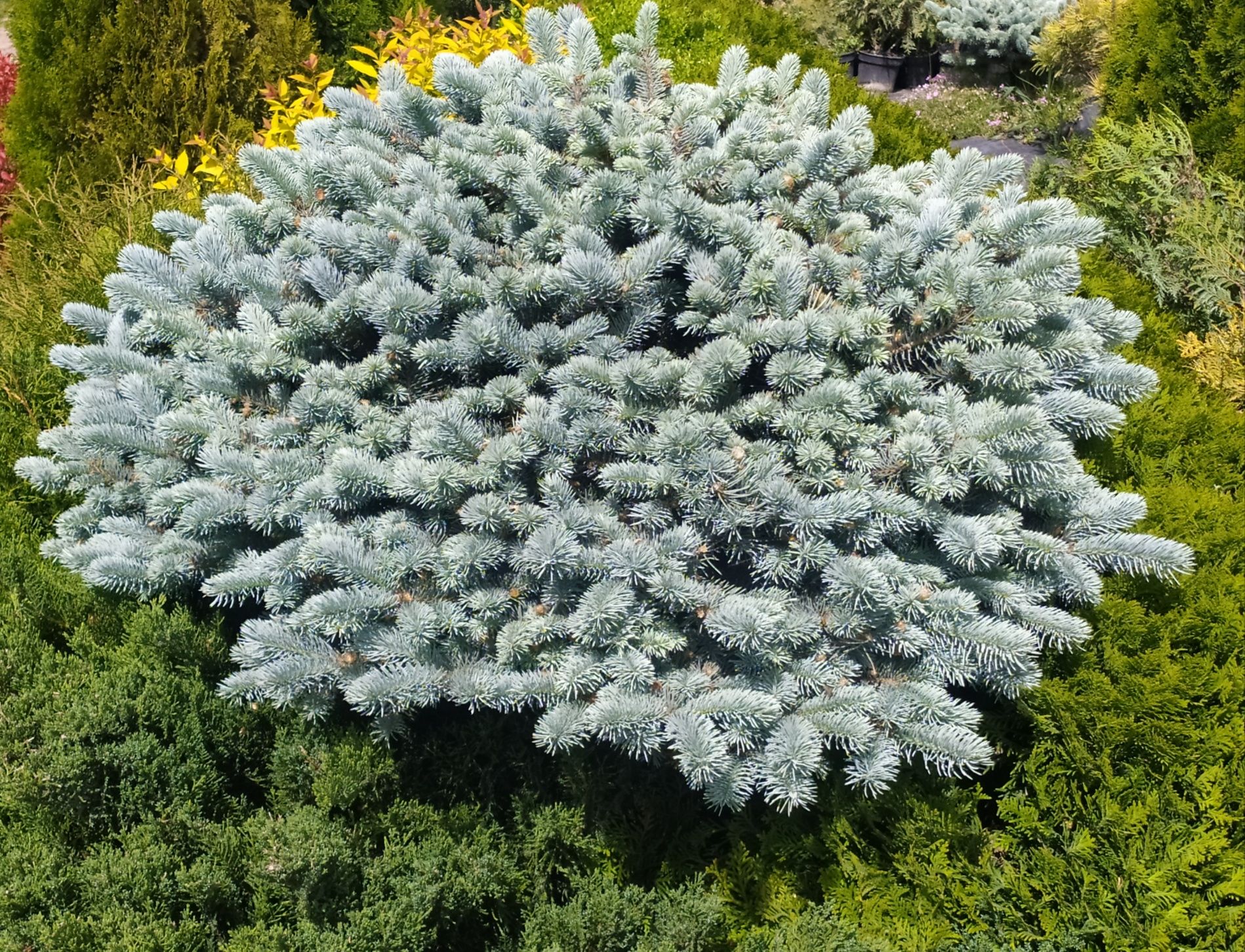 Ялина колюча Glauca Globosa 2 л / 35-45 см штамб/ - 600 грн