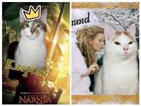 Koty z Narnii! Dwóch cudownych kawalerów...