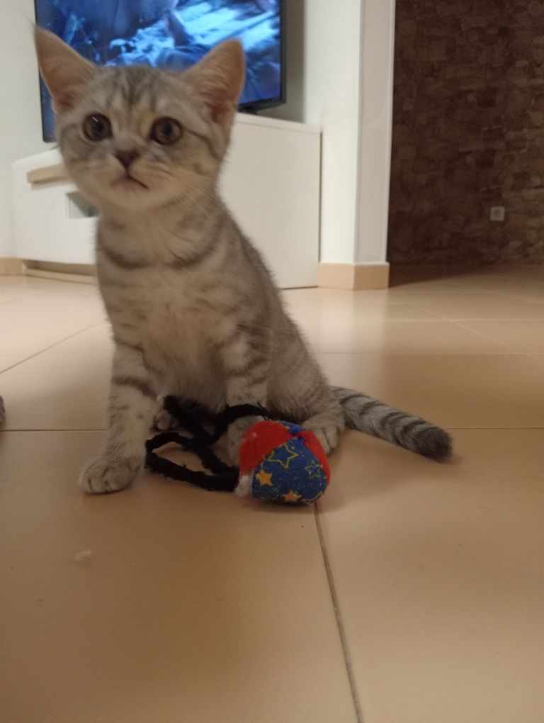 Gatinho Scottis Straigt