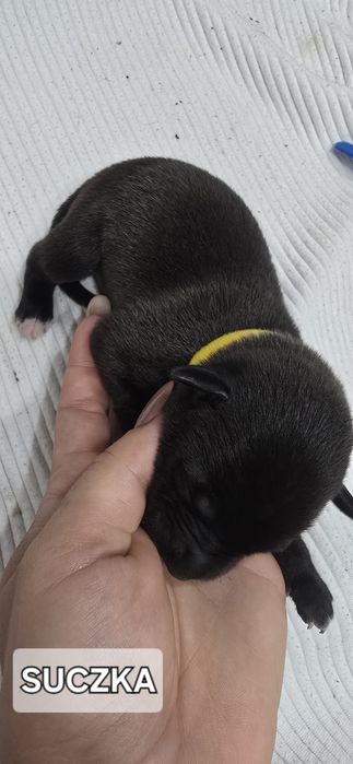 Oddam W Dobre Ręce [ mama amstaff ]