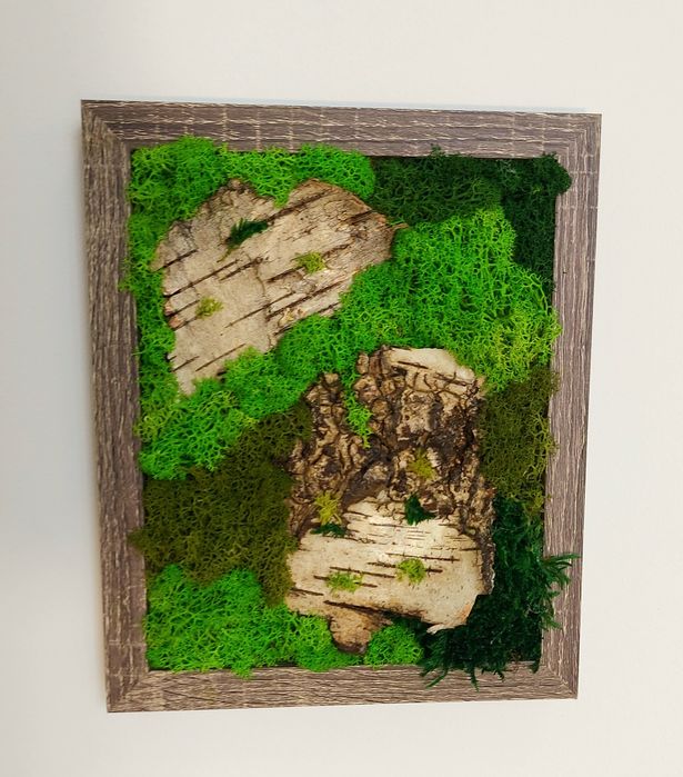 obrazy z mchu stabilizowanego mech chrobotek mech poduszkowy płaski