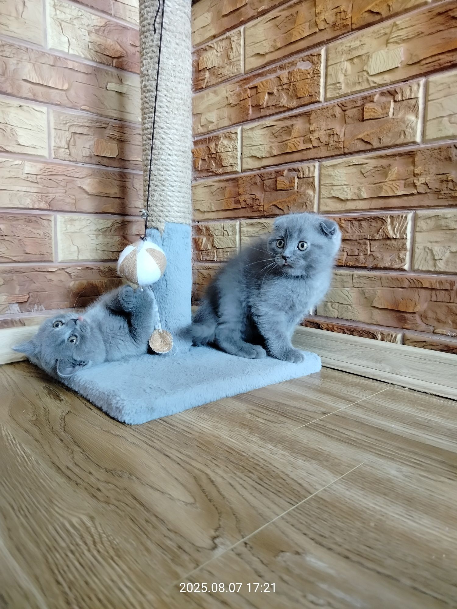 Кошенята, Котята, котики