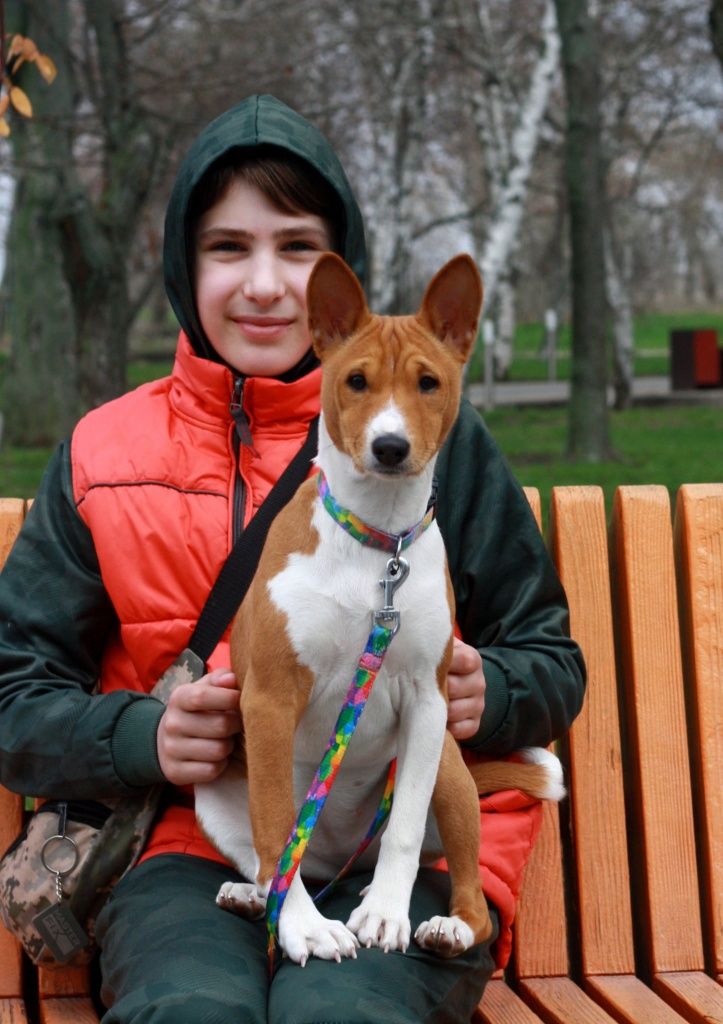 Басенджи basenji, Керрі бездоганна мала! КСУ