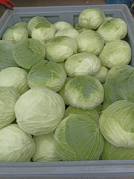 Kapusta gołąbkowa płaska coolwrap