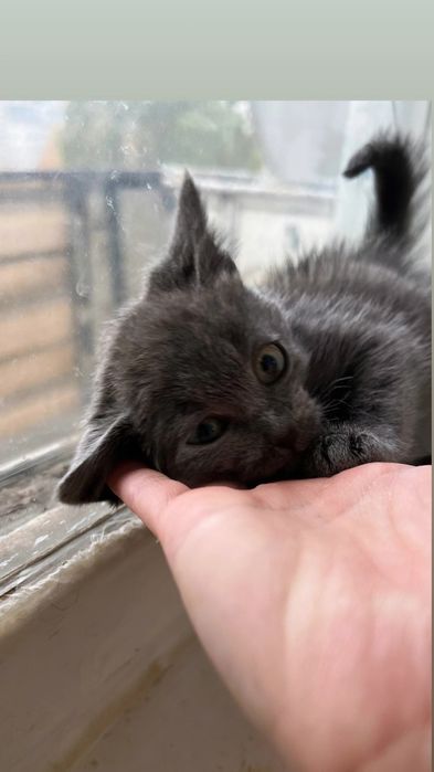 Отдам серого котенка, метис русской голубой, девочка, 1,5 месяца