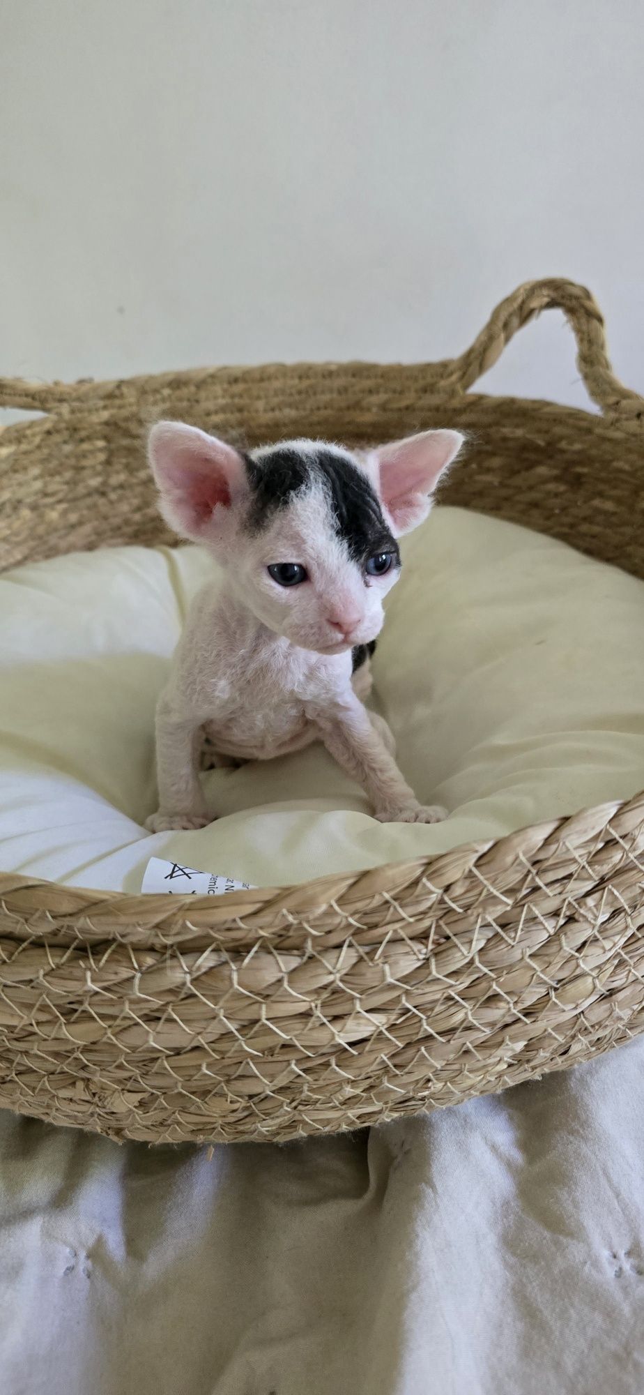 WCF Don Sphynx  kotek