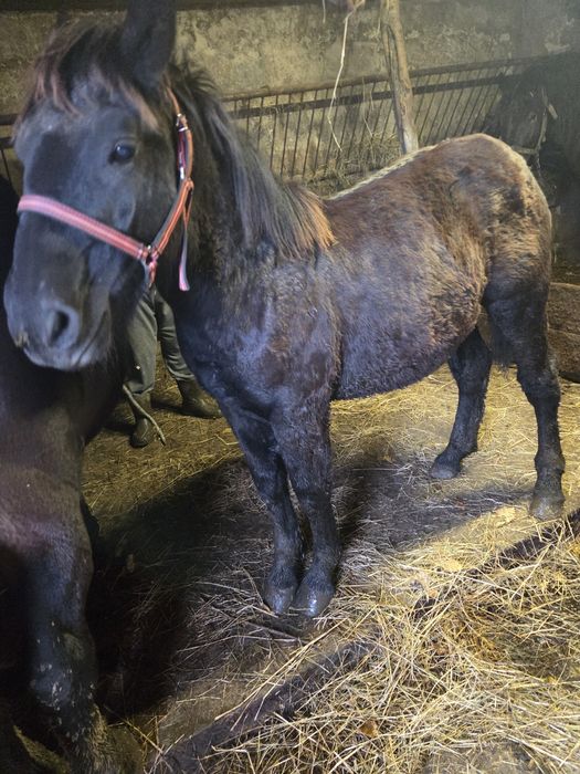 Zrebica kalcz sprzedam