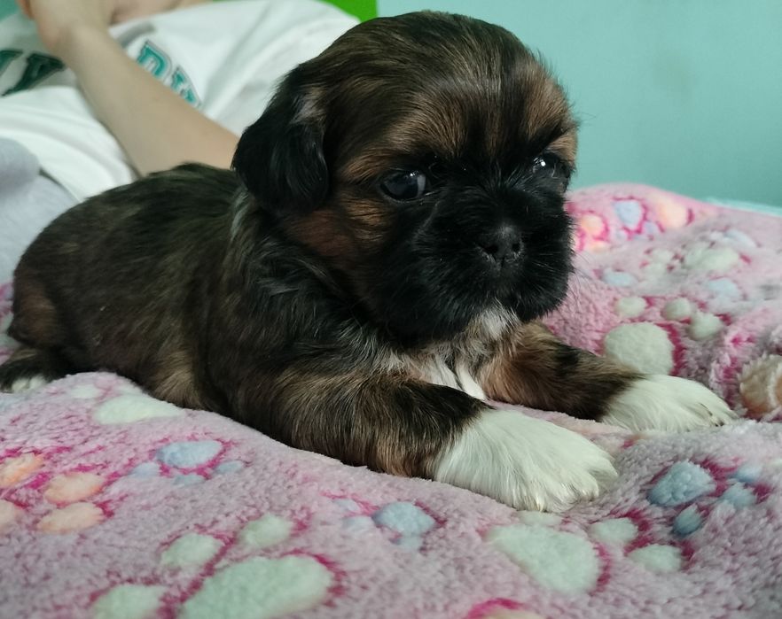 Brązowy piesek Shih Tzu