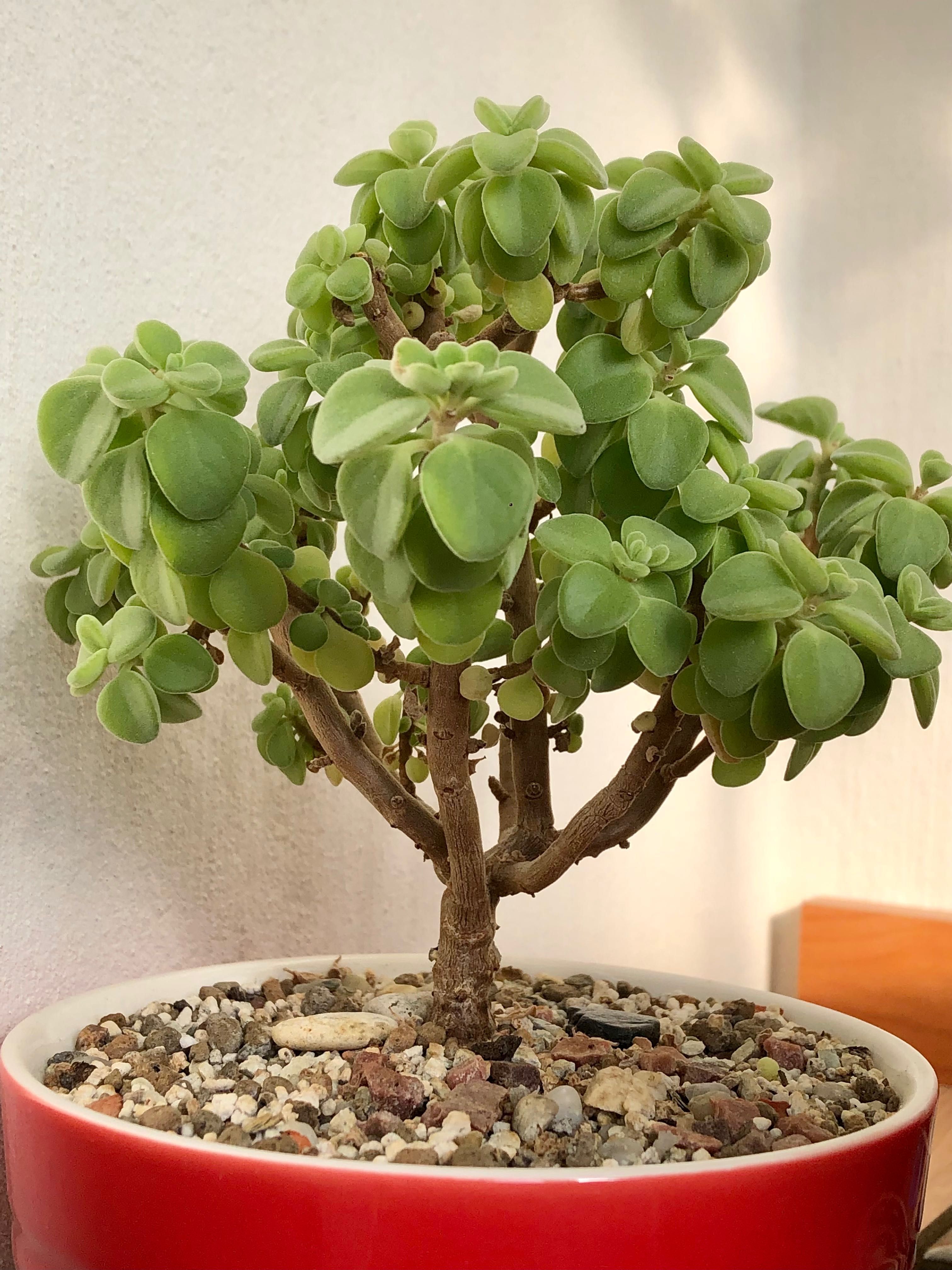 Сукулент Plectranthus socotranus