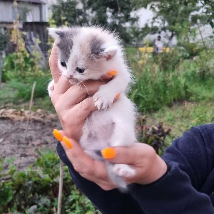 Безкоштовно. Милі кошенята .  Доставимо.