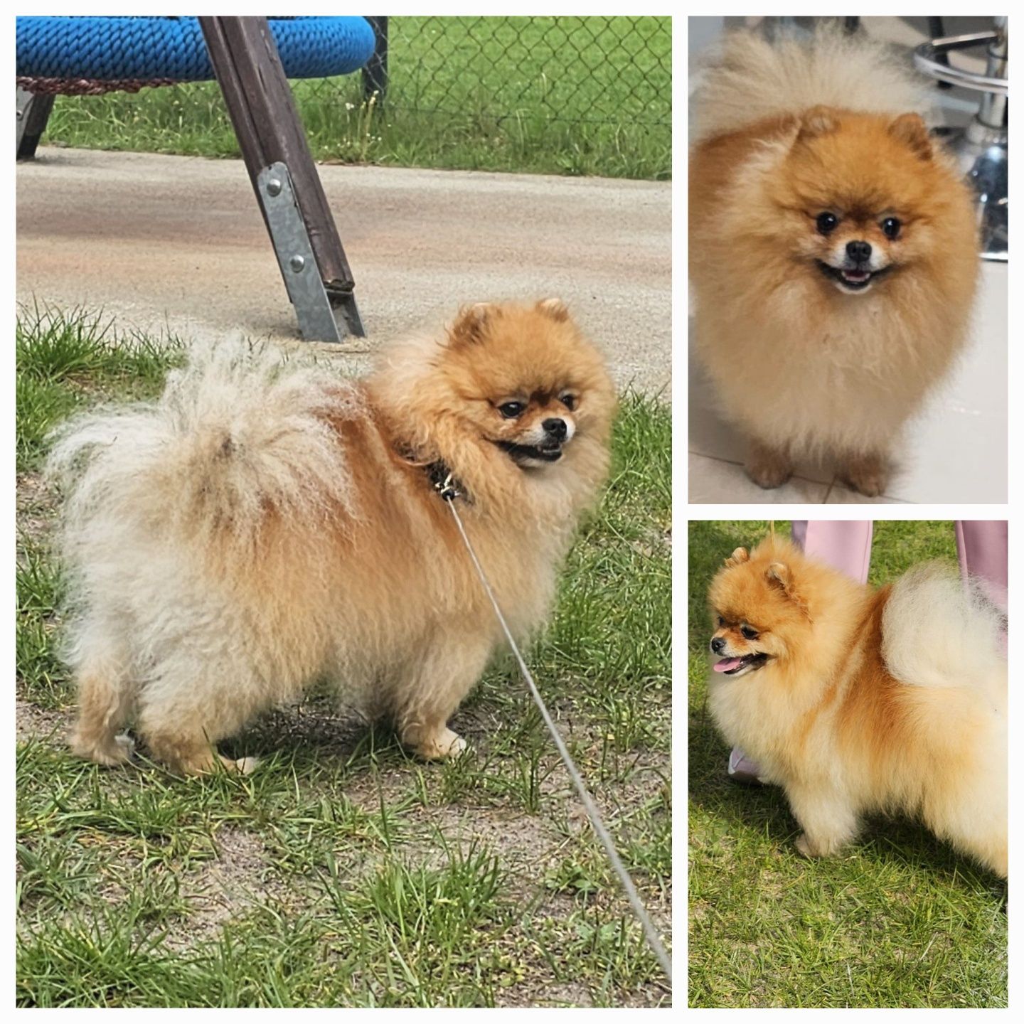 Piesek Szpic miniaturowy pomeranian ZKwP FCI