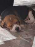 Beagle pura meiga