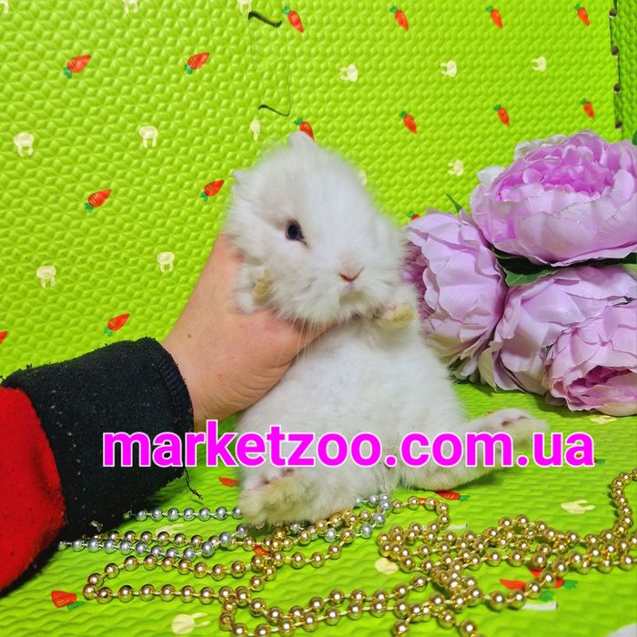 mini мини мiнi кролик lionhead дiвчинка кролики карликовые карликовi