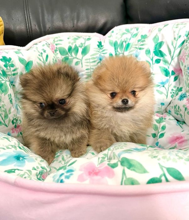 Szpic Miniaturowy Rudy Pomeranian