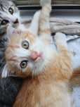 Котёнок веслоухий рыжий