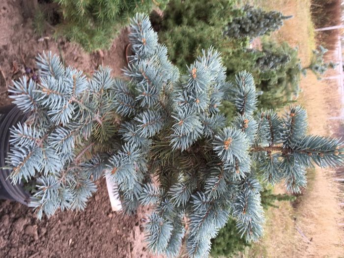 Ель колючая Белобок, 6 лет , 75см - 3800грн (2х летка-750 )фото 5-6