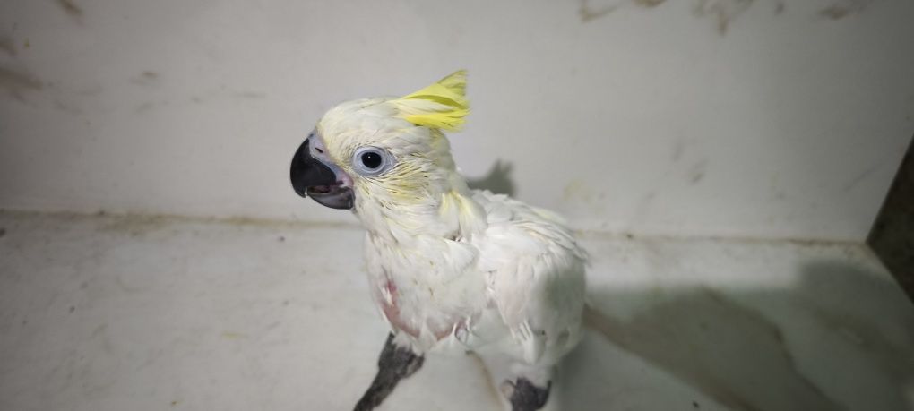 Cacatua sulphúrea para acabar de criar a mão