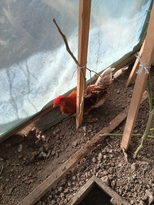 Sprzedam młodego koguta