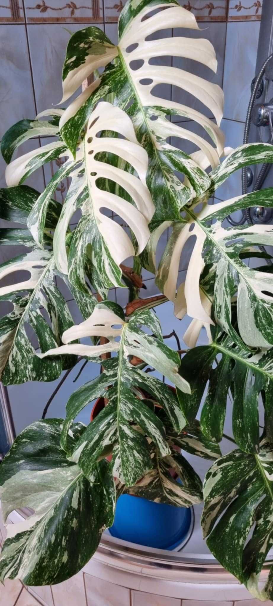 Monstera Variegata.