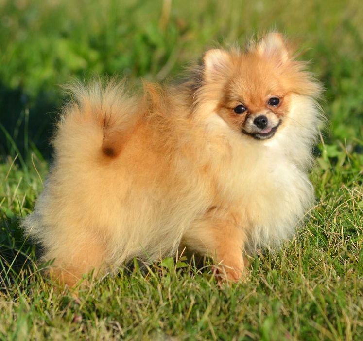 Szpic Miniaturowy Pomeranian śliczna suczka Waria ZKwP FCI rodowód