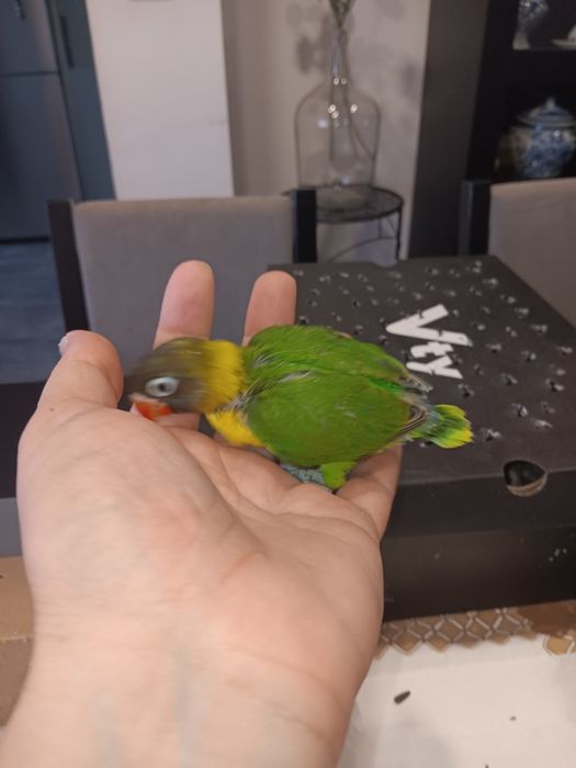 Personatas criados a mão